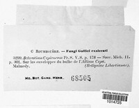 Stromatinia cepivora image